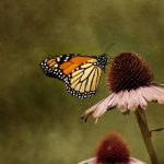 牛牛影视vip:畅享海量影视资源,尽在牛牛影视VIP会员服务 kcxaewze