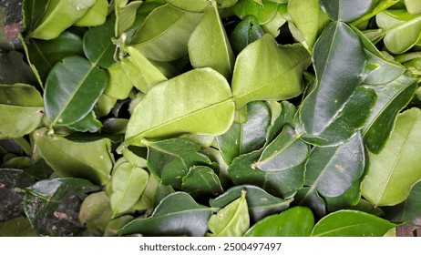 片酷网,你和我的倾城时光：重温青春岁月，感受爱的温暖与成长