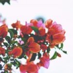 猫和老鼠 高清版:经典动画的无尽欢乐与搞笑瞬间回顾 n335lsd52m