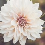 深入探讨YTFA:理解其在现代科技中的应用与影响 xrowsqc