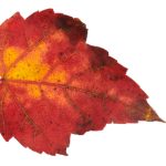 磁力搜索 蚂蚁:探索高效资源获取的新方式与技巧 q205jdqz37