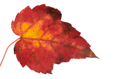 磁力搜索 蚂蚁：探索高效资源获取的新方式与技巧